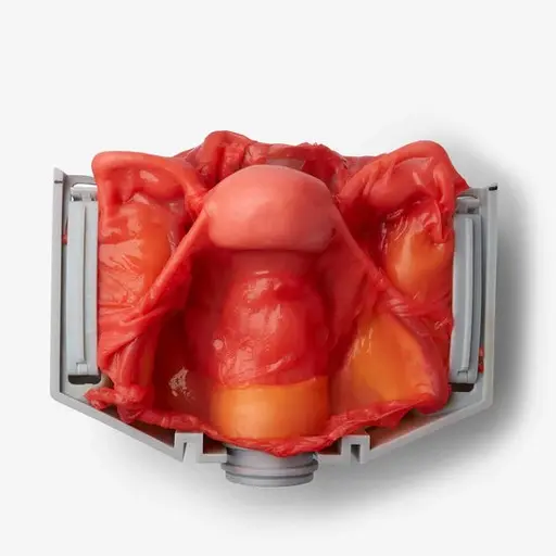 IMRA BioTissue treningsmodell for gynekologisk kirurgi