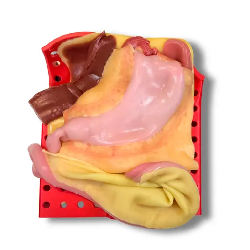 IMRA BioTissue gastrisk treningsmodell for fedmekirurgi