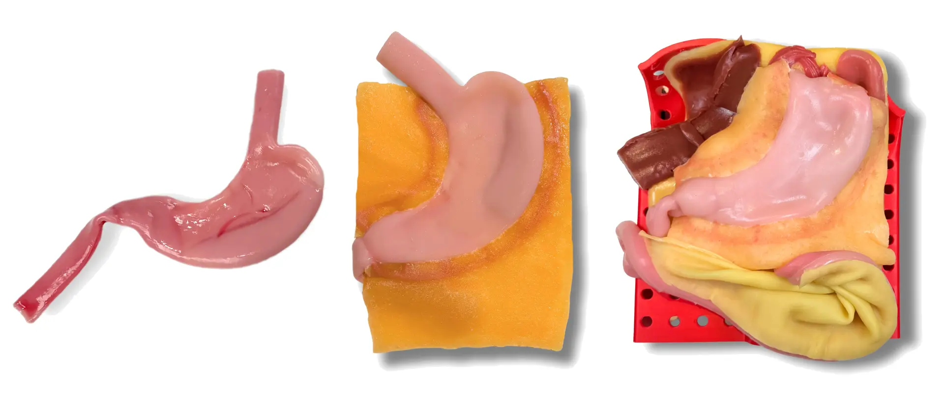 IMRA BioTissue Gastric Model i Class II, III og IV