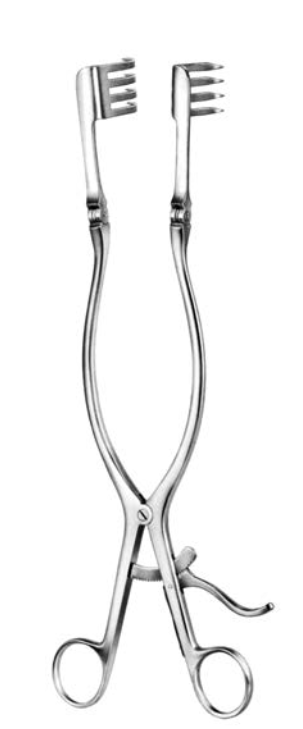 Hake Beckmann-Adson, 31 cm