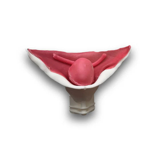 IMRA BioTissue UV Anastomosis Class III syntetisk treningsmodell